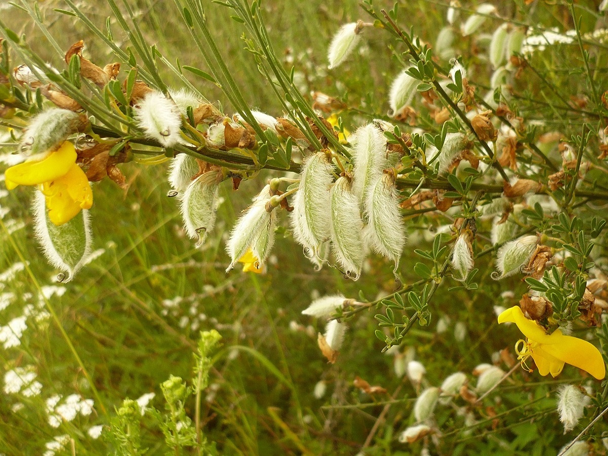 Cytisus striatus subsp. striatus (Fabaceae)